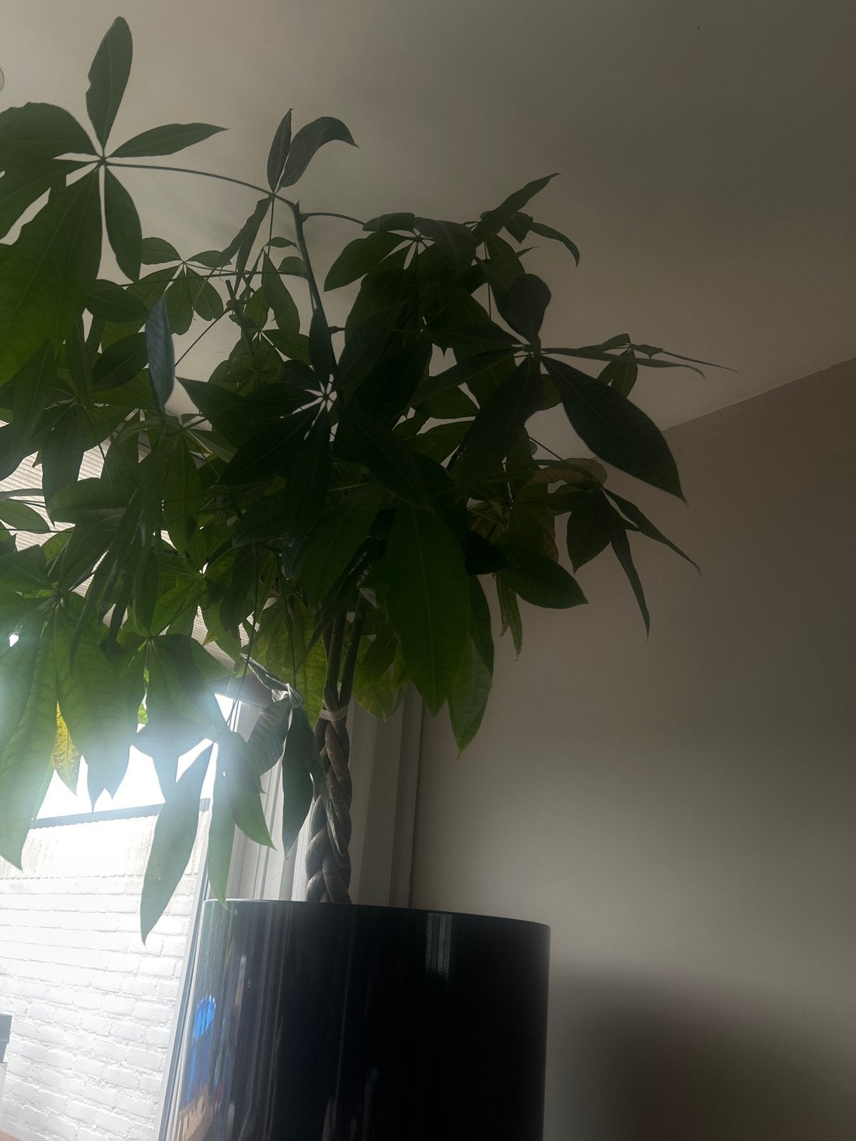 Gevlochten Pachira Aquatica - Geldboom zeer goede staat, Groene kamerplant, Ophalen, Halfschaduw, 100 tot 150 cm