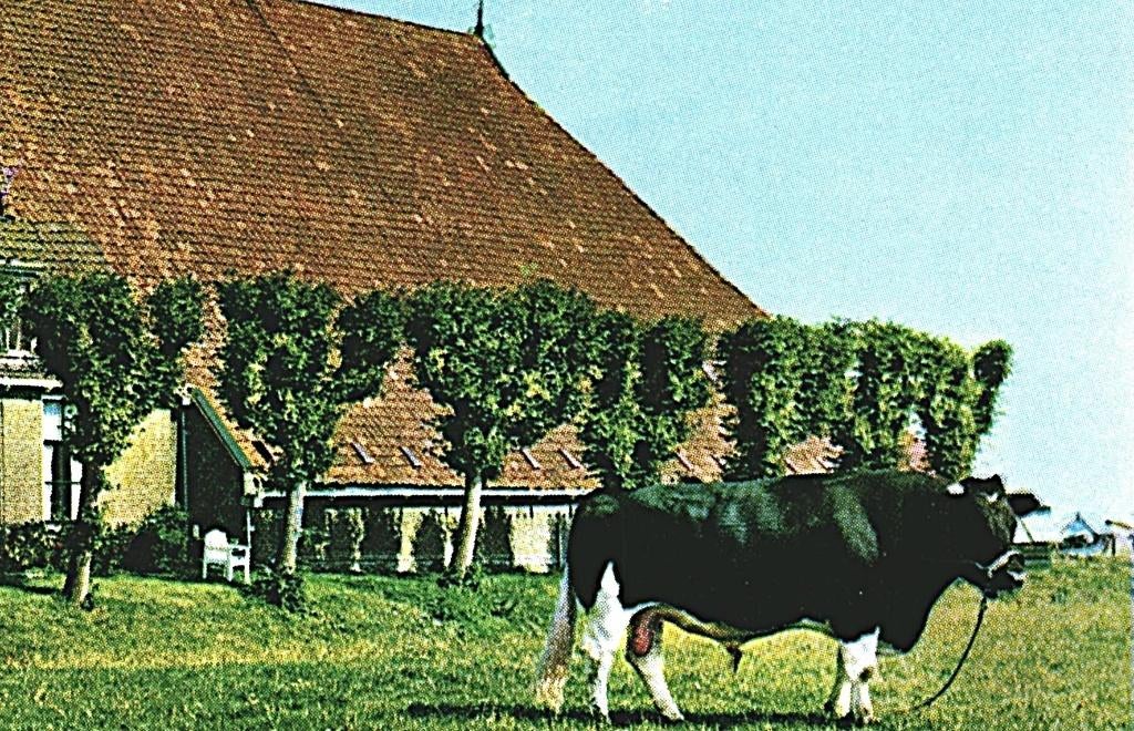 802168 Friesland 1180 Boerderij Nette kaart Onbeschreven, Ophalen of Verzenden, 1960 tot 1980, Ongelopen, Friesland