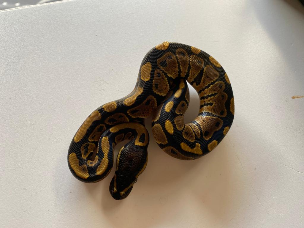 Koningspython wildkleur nk 26 Ball Python - unknown for sale from Sade