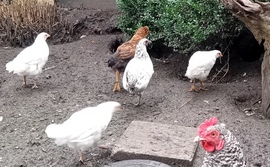 Grote kuikens / jonge kippen, Dieren en Toebehoren, Pluimvee, Meerdere dieren, Kip
