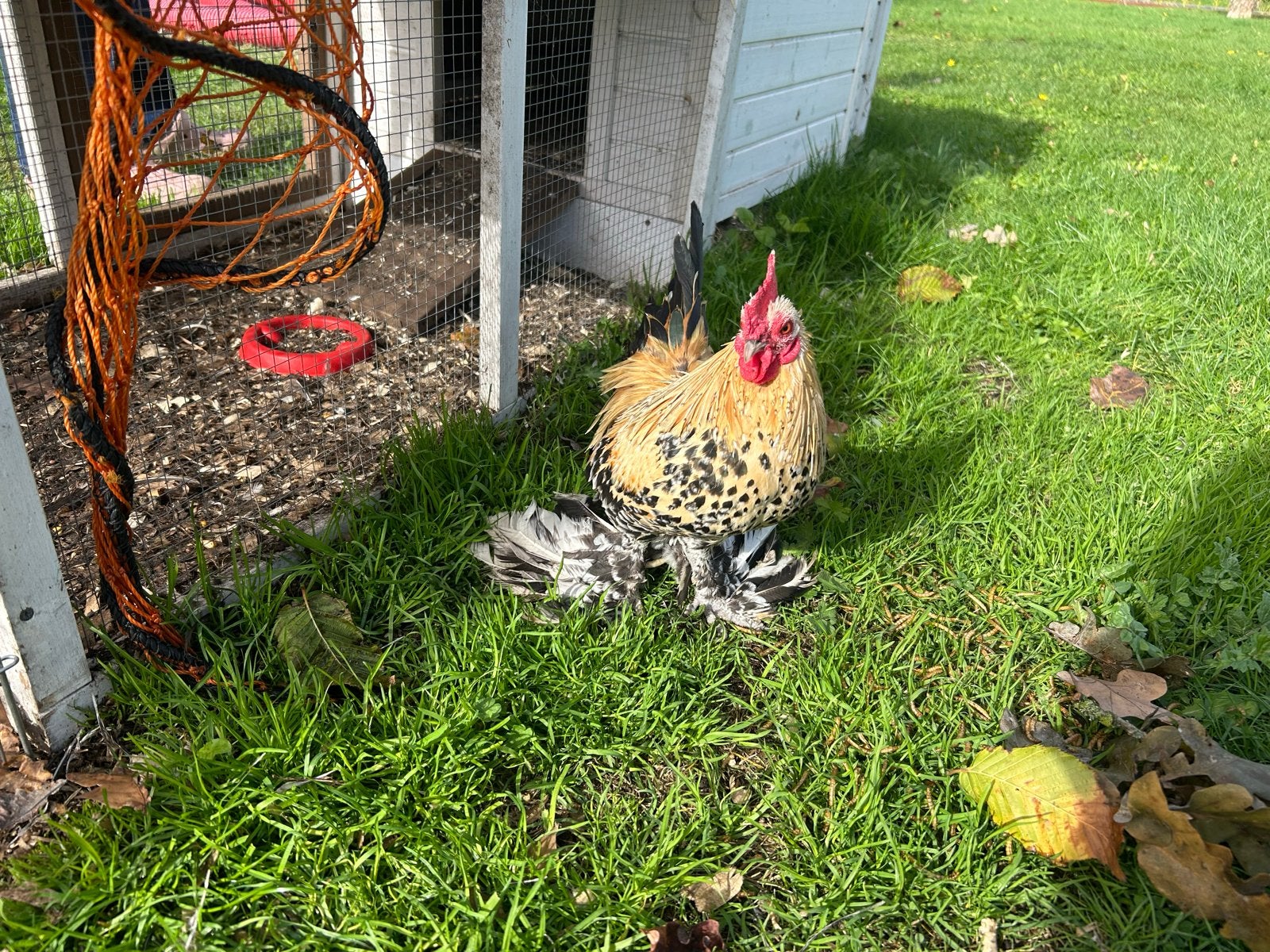 Kuikentjes, Dieren en Toebehoren, Kip