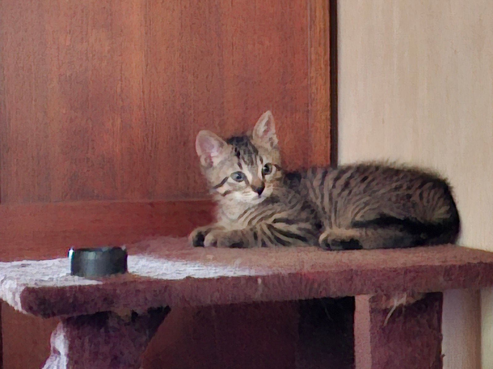Kittens 8 weken oud mogen per direct naar hun forever home, Dieren en Toebehoren, Meerdere dieren, Kortharig, 0 tot 2 jaar