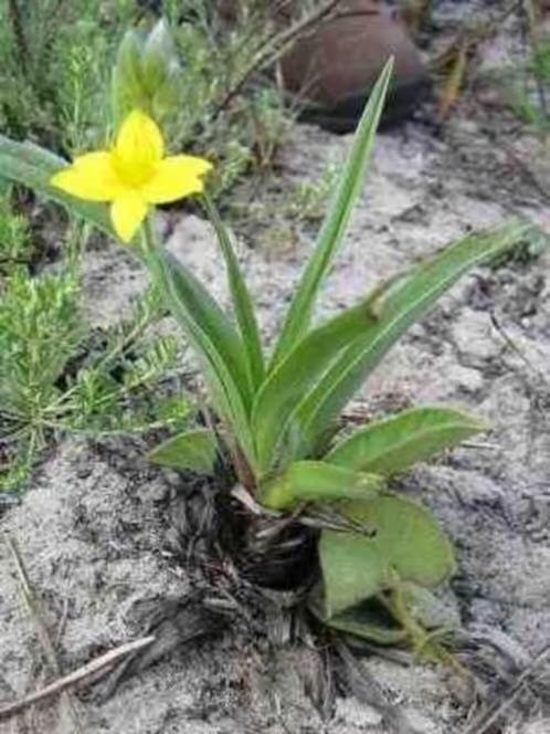 Caudex Hypoxis Hemerocallidea, Zuid Afrika, Mozambique, Huis en Inrichting, Kamerplanten, Overige soorten, Ophalen of Verzenden