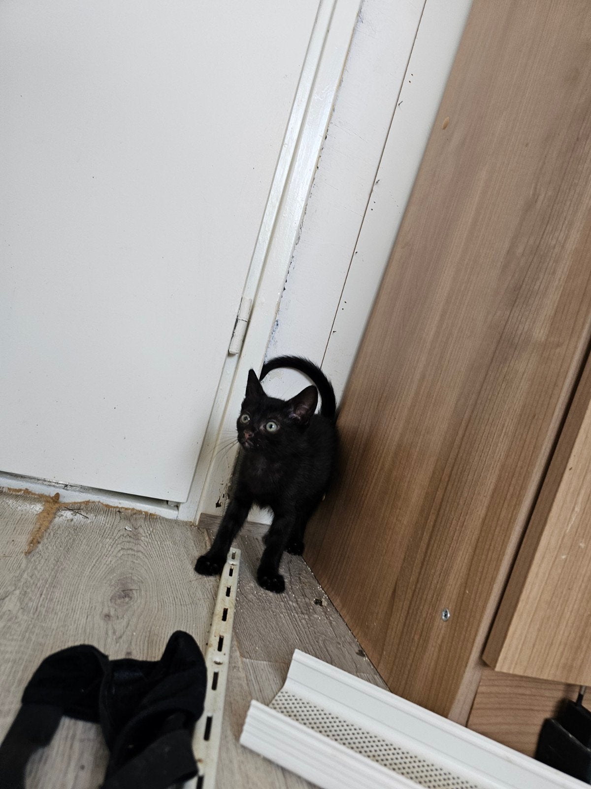 kittens, Meerdere dieren, Ontwormd, 0 tot 2 jaar