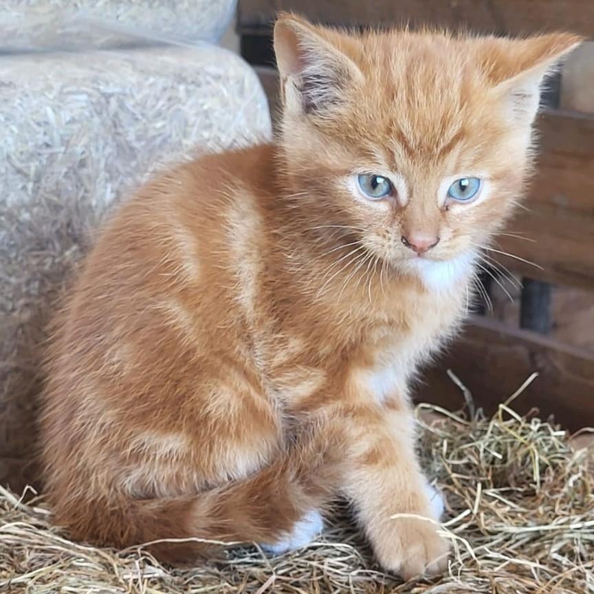 Tamme boerderij kittens, Dieren en Toebehoren, Meerdere dieren, Kortharig, 0 tot 2 jaar