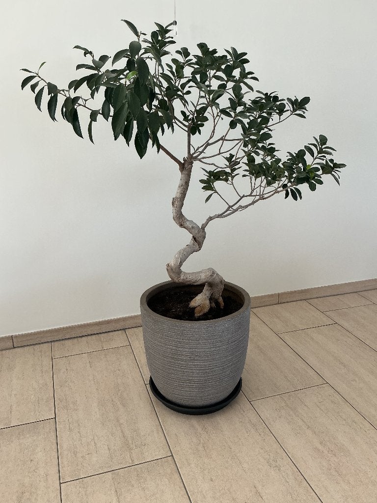 Bonsai Ficus Microcarpa/Retusa, Huis en Inrichting, Ophalen, Ficus, 100 tot 150 cm, Halfschaduw
