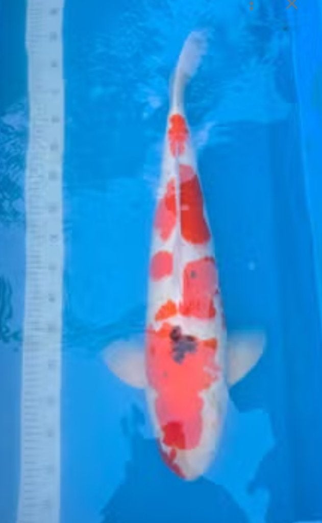 Mooie Sanke 70/75 cm, Dieren en Toebehoren, Vissen | Vijvervissen, Karper of Koi