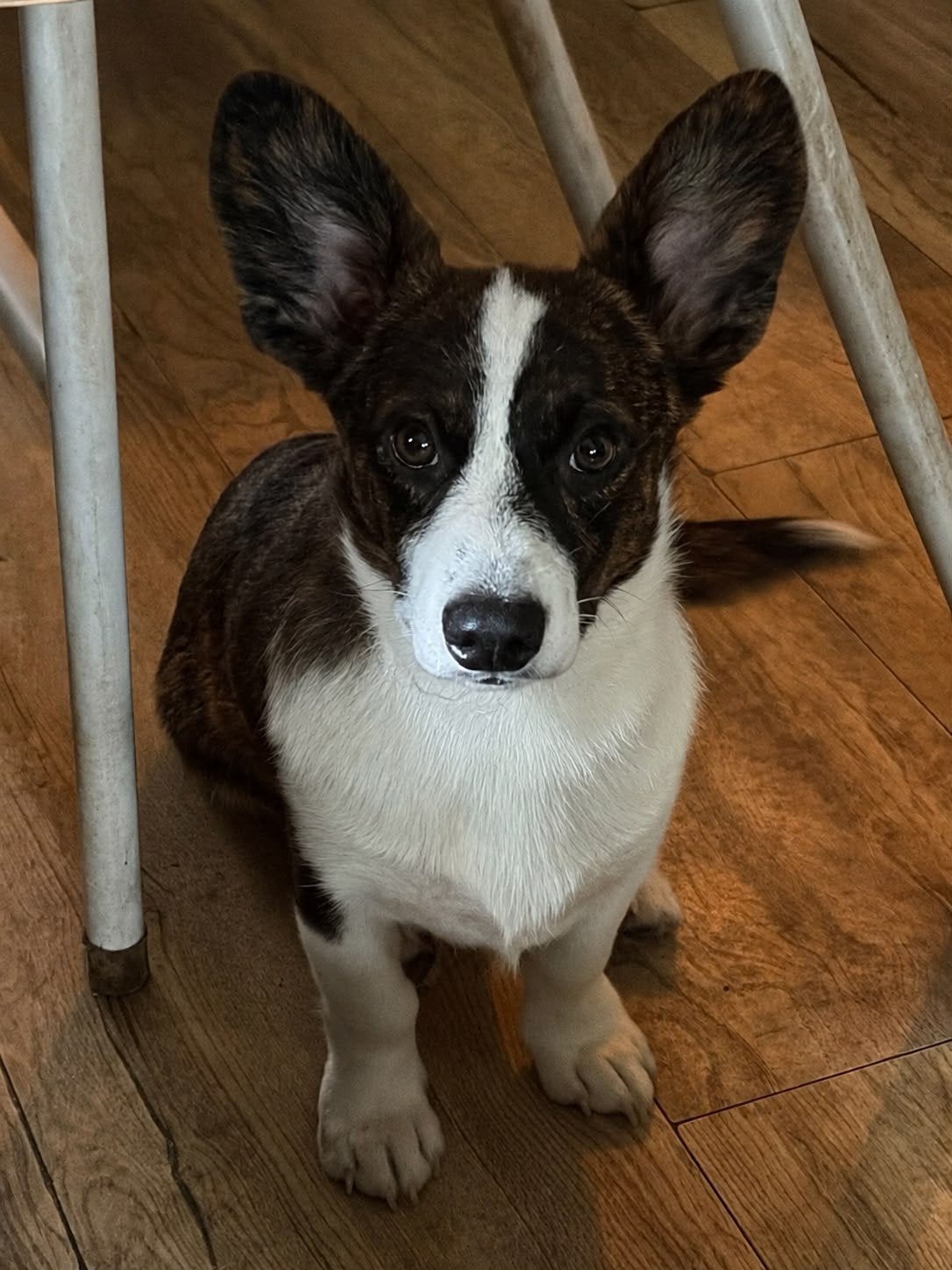 Mooie brindle Welsh Corgi Cardigan, Dieren en Toebehoren, Parvo, 15 weken tot 1 jaar, Reu, Eén hond