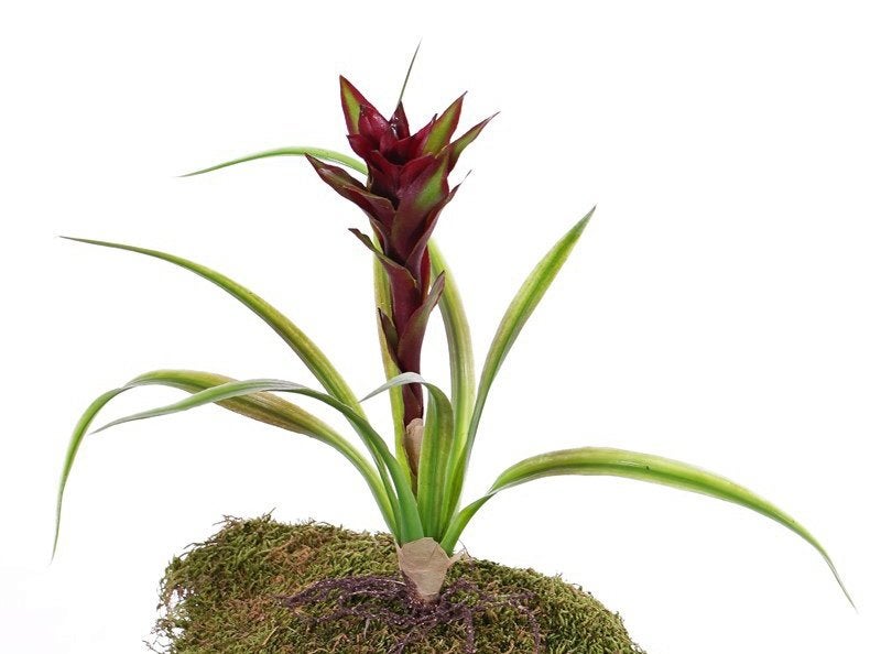 PRACHTIGE KUNST GUZMANIA - WIT GROENIG - DONKER ROOD, Huis en Inrichting, Ophalen of Verzenden, Nieuw
