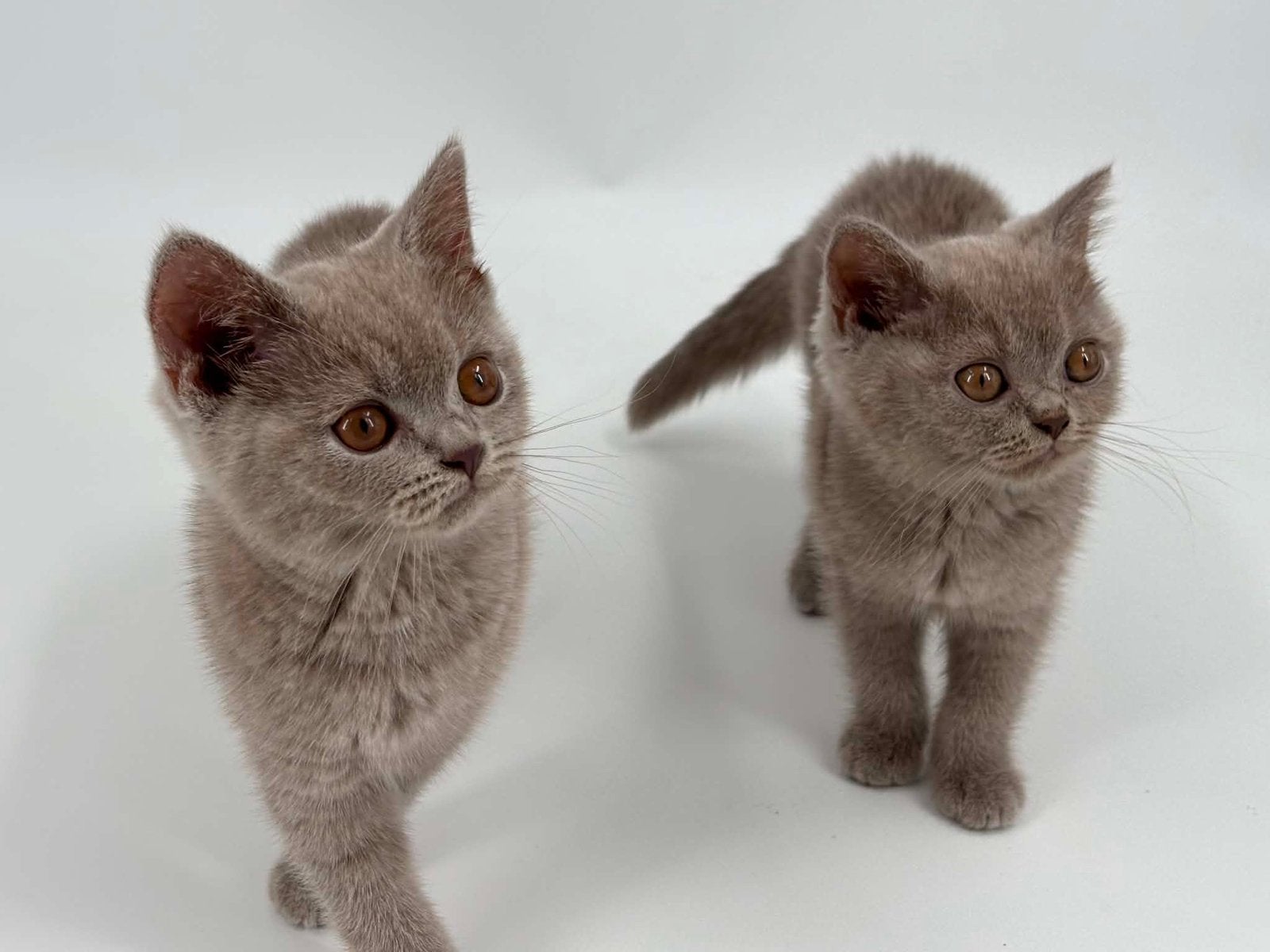 Brits Brits korthaar kittens poesjes, Dieren en Toebehoren