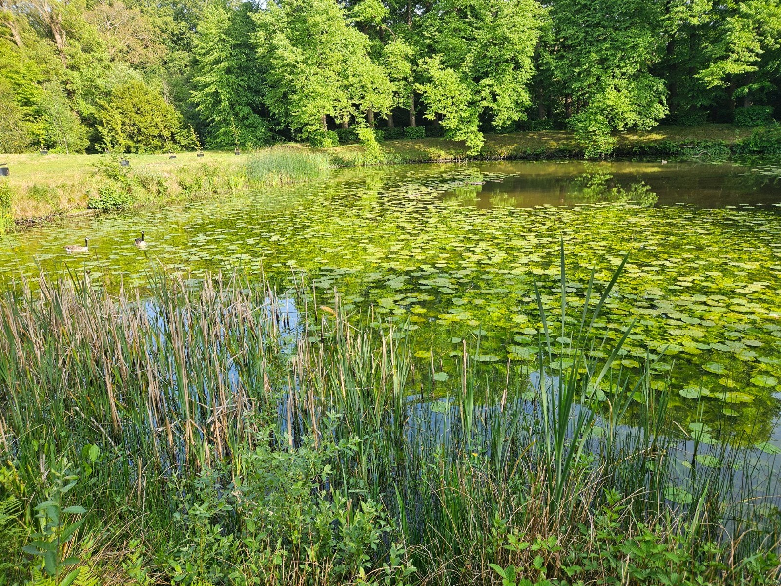Gezocht: grote JAPANSE KOIKARPERS voor natuurvijver, Dieren en Toebehoren, Vissen | Vijvervissen, Karper of Koi