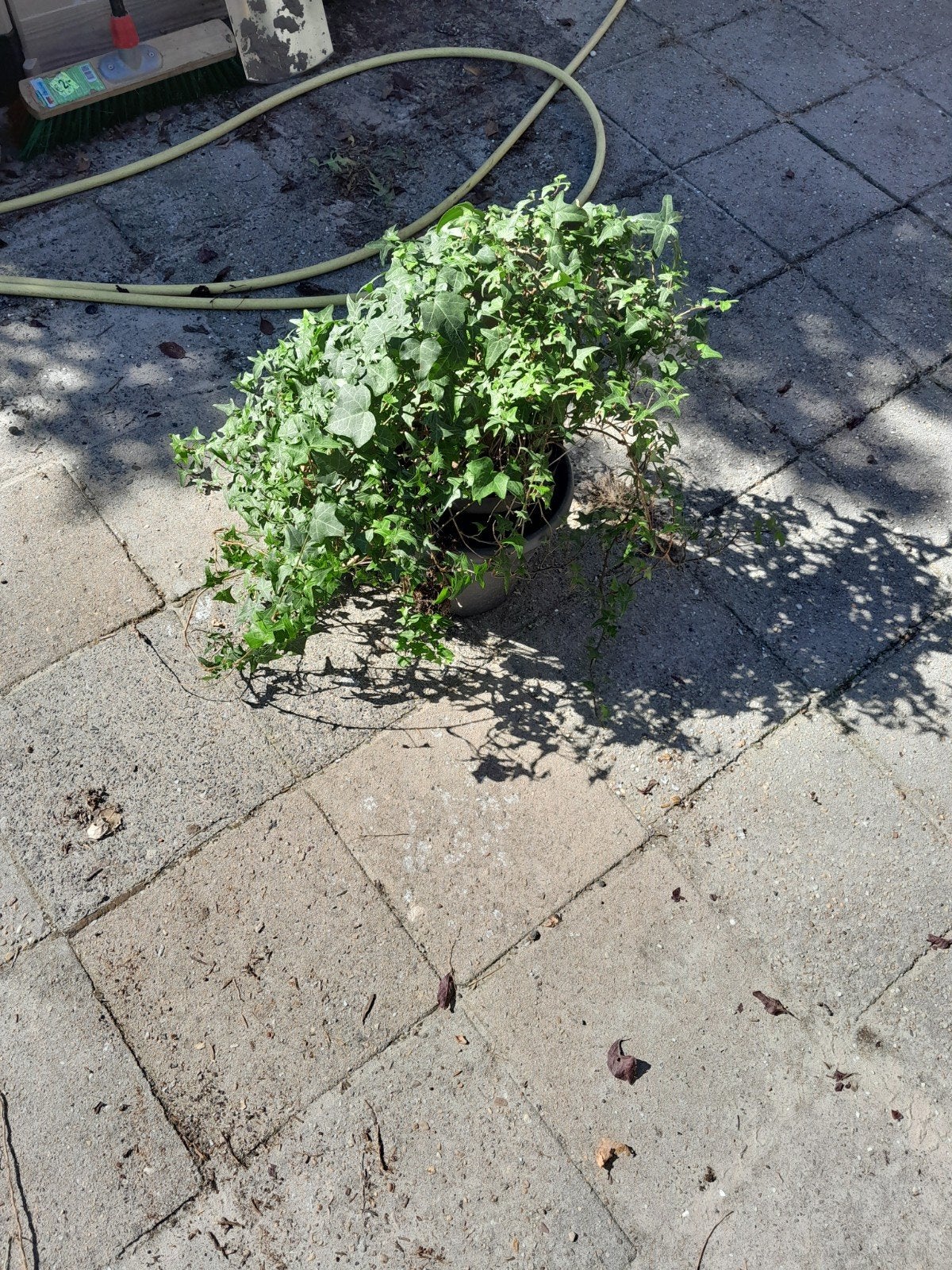 Hedera in pot, Ophalen
