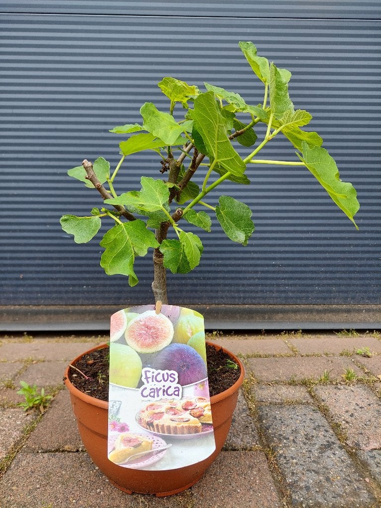 Ficus Carica - Vijg / Vijgenboompje / Vijgenstruik H: 50 cm., Ophalen, Minder dan 100 cm, Volle zon, Vijgenboom