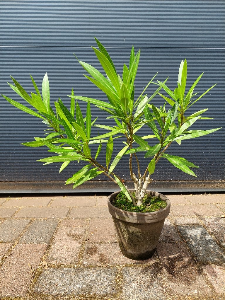 Nerium Oleander - Oleander (Donkeroze/rood) H: 53 cm., Tuin en Terras, Planten | Tuinplanten, Volle zon, Vaste plant, Zomer, Ophalen