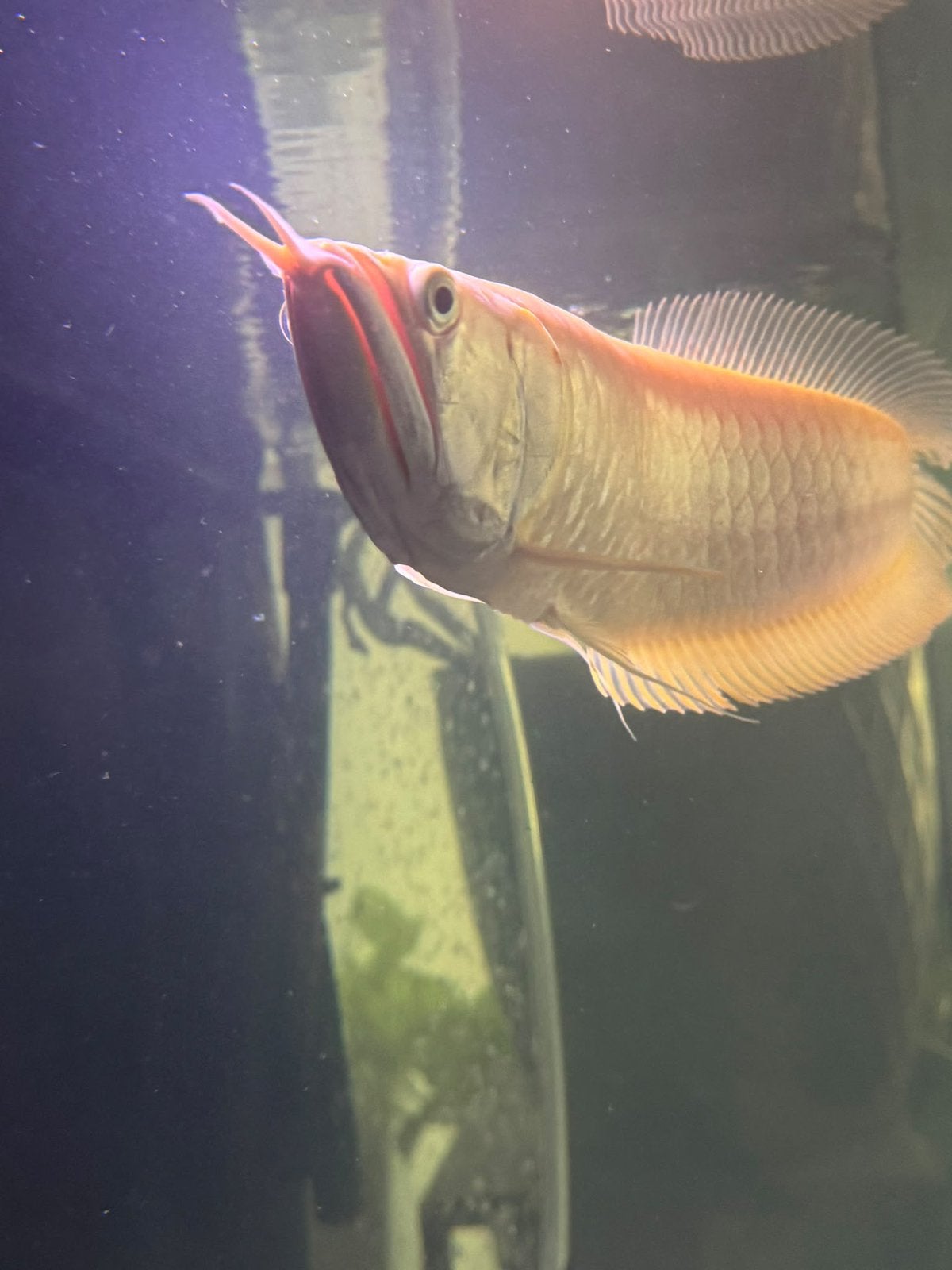 Lutino Arowana – 30 cm, Vis