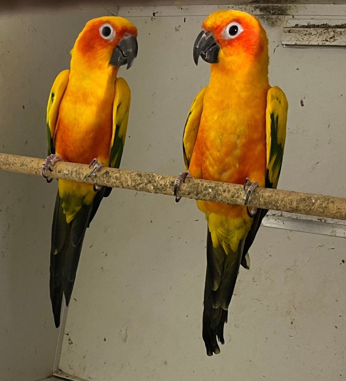 Goed Bewezen Koppel Zonparkieten Geringd, Meerdere dieren, Papegaai, Pratend