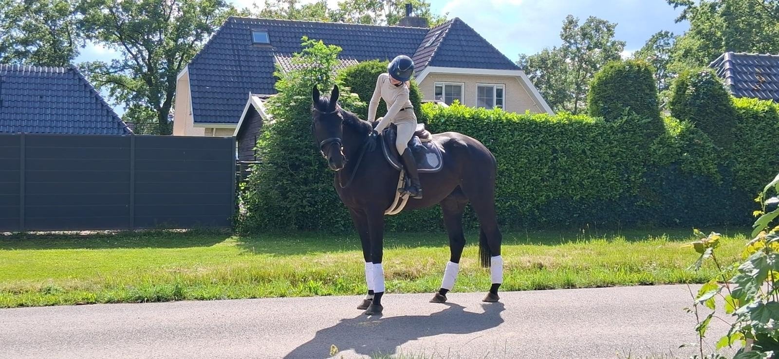5 jarige brave ruin dressuur paard, Dieren en Toebehoren, Ruin, Dressuurpaard, 3 tot 6 jaar, 165 tot 170 cm