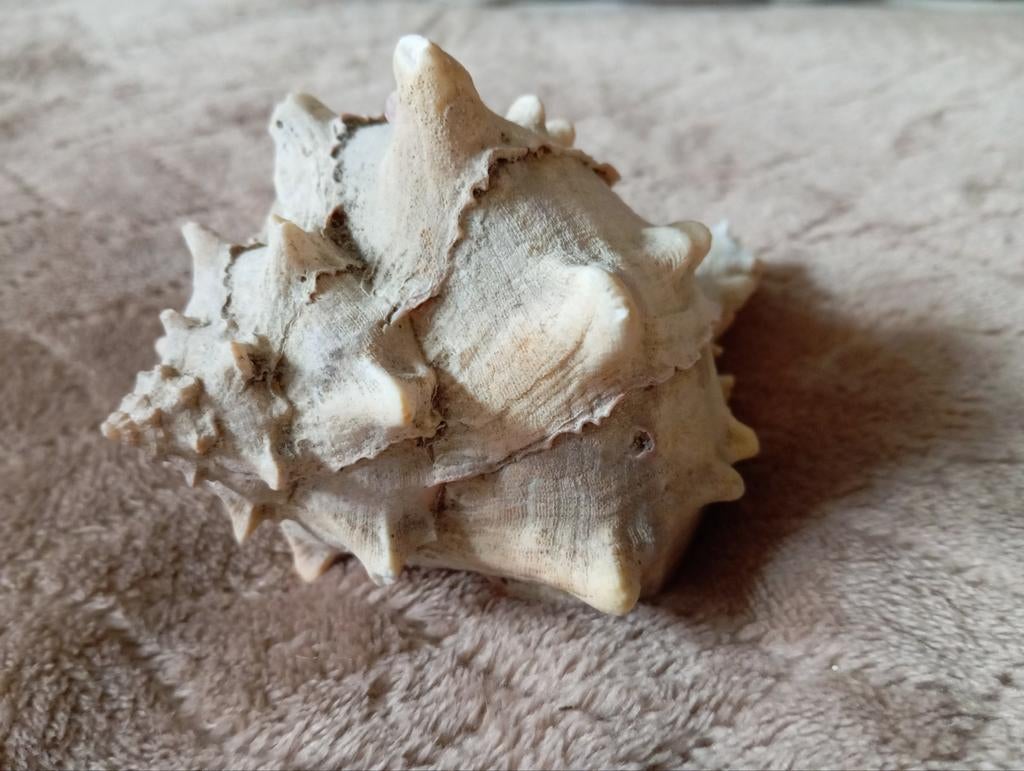 Decoratieve Schelp  murex- Uniek Stuk voor Interieur, Verzamelen, Ophalen of Verzenden, Gebruikt