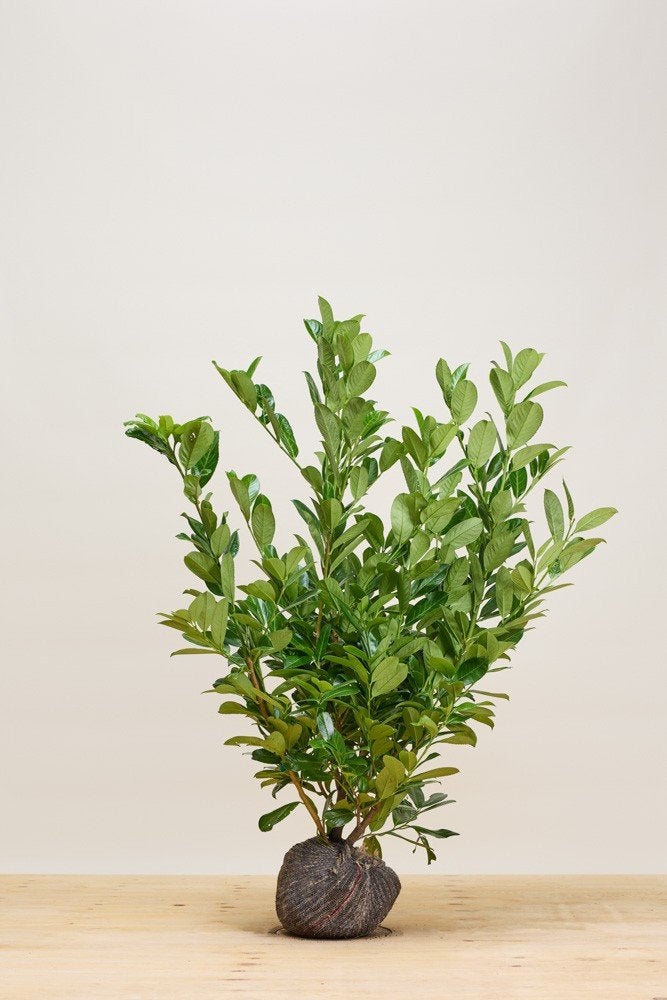 Laulierhaag (Rotundifolia) - verschillende maten, Ophalen of Verzenden, Laurier