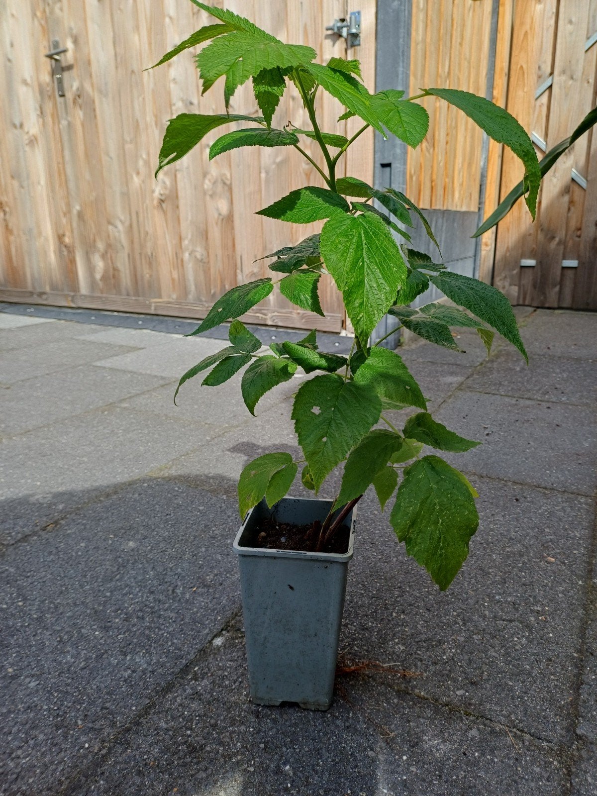 doornloze framboos, Ophalen, Volle zon, Vaste plant, Fruitplanten
