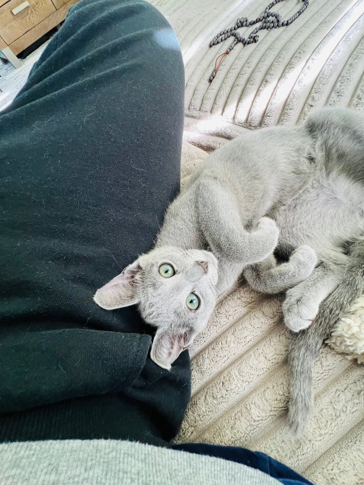 BLAUW RUS  kitten met STAMBOOM, Kater, Met stamboom
