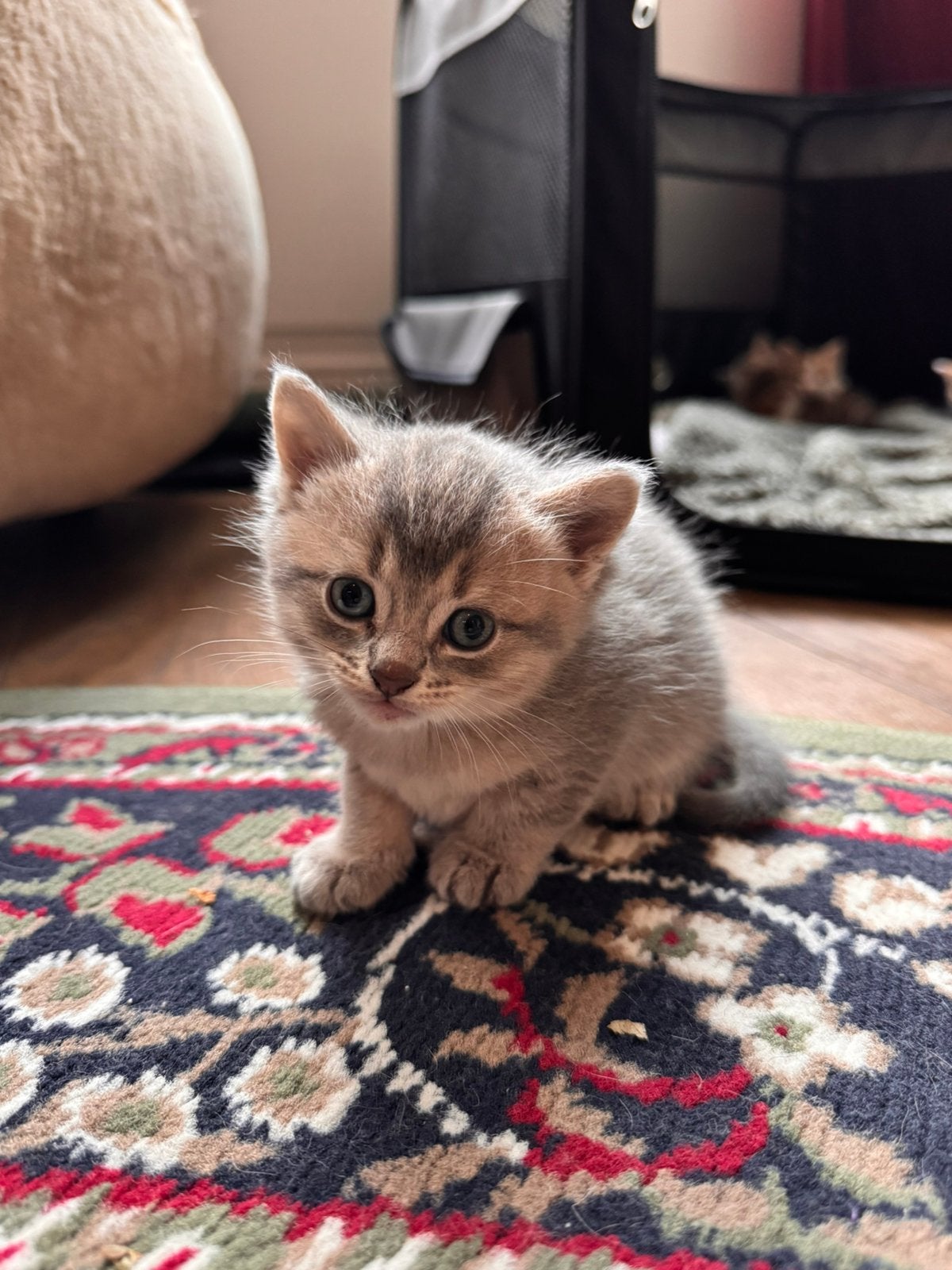 Prachtige kittens britse korthaar X europese korthaar, Meerdere dieren, Kortharig, 0 tot 2 jaar