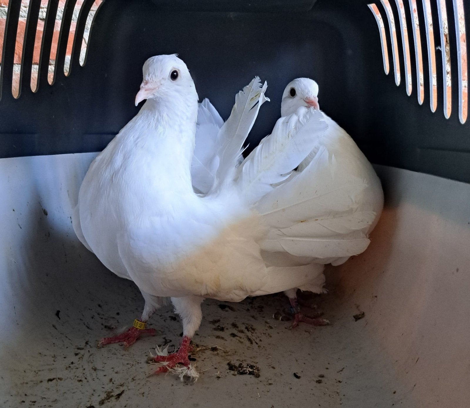 Mooi koppel witte pauwstaartjes., Meerdere dieren, Overige soorten