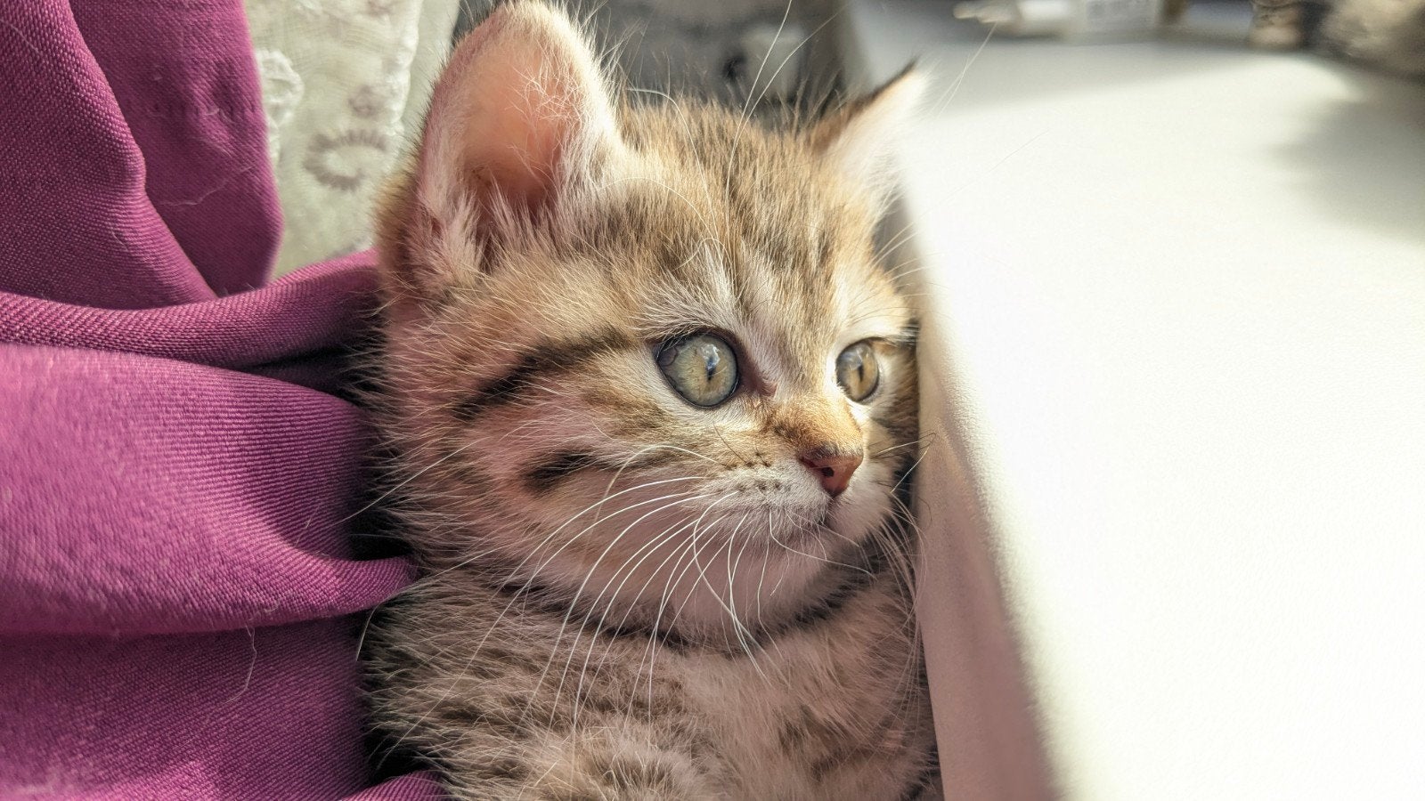 British short hair - golden tabby (Type/ look/uiterlijk), Poes, Ontwormd, 0 tot 2 jaar