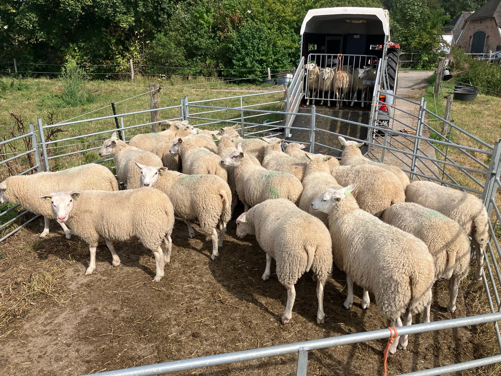 Stamboek Noordhollander ooilammeren, Dieren en Toebehoren, Schapen, Geiten en Varkens, Vrouwelijk, Schaap, 0 tot 2 jaar