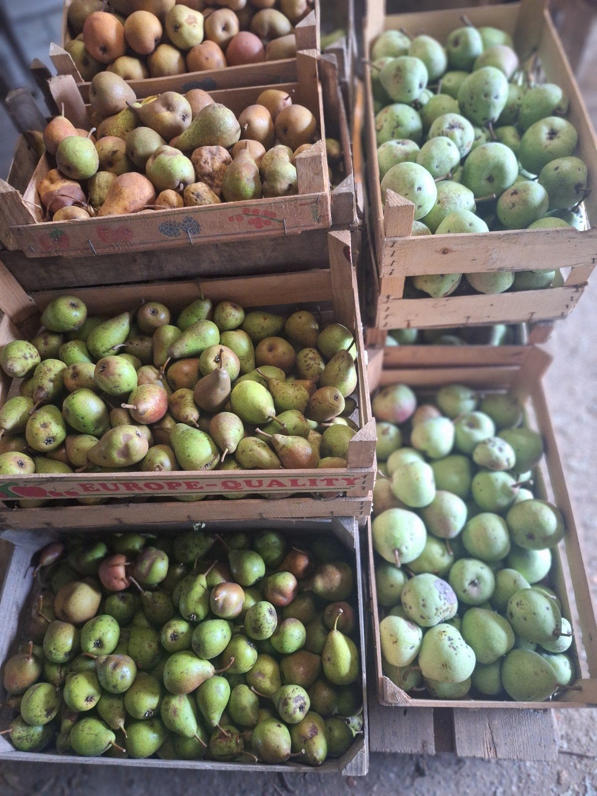 peren voor sap of moes, Ophalen
