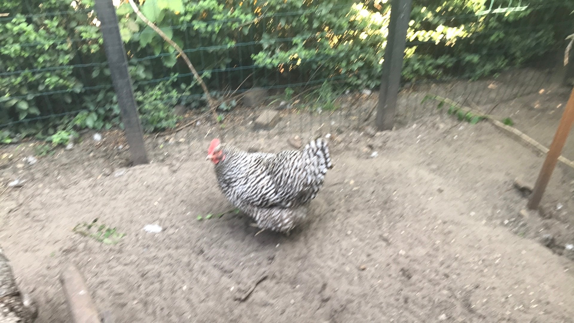 Amrok hen (14mnd.), Dieren en Toebehoren, Pluimvee, Vrouwelijk, Overige soorten