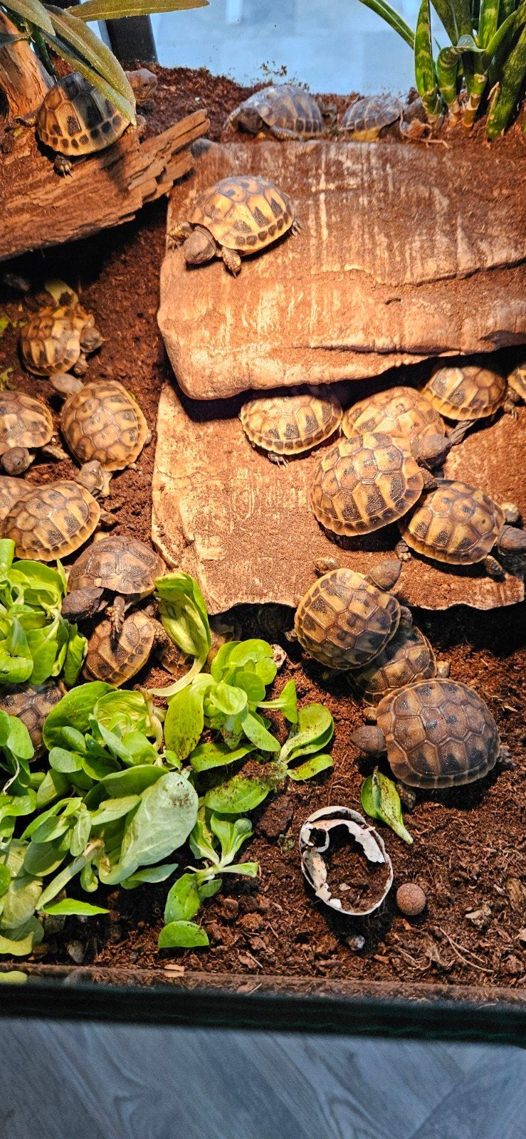 Lieve Griekse landschildpadden nakweek 2026 Tortoise photo 5