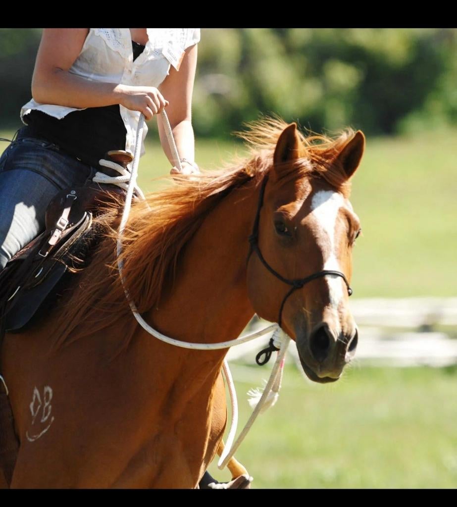 Parelli Natural Hackamore nieuw, Ophalen of Verzenden, Nieuw