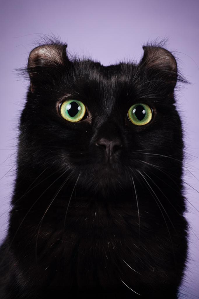 Prachtige lieve poes | aanhankelijk | American curl, Dieren en Toebehoren, Poes