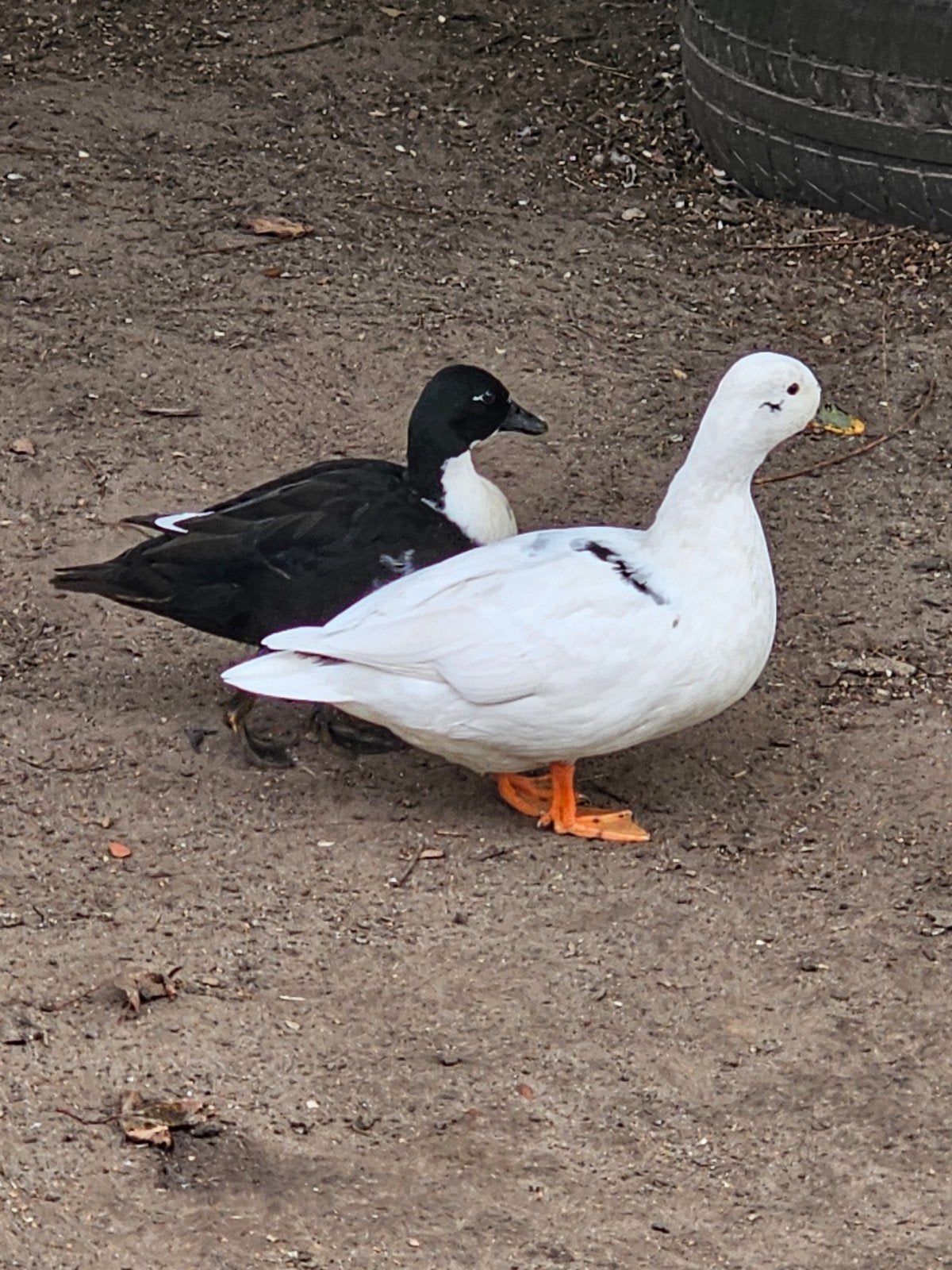 2 jonge kwakers en 2 jonge loopeenden, Dieren en Toebehoren, Vrouwelijk, Eend