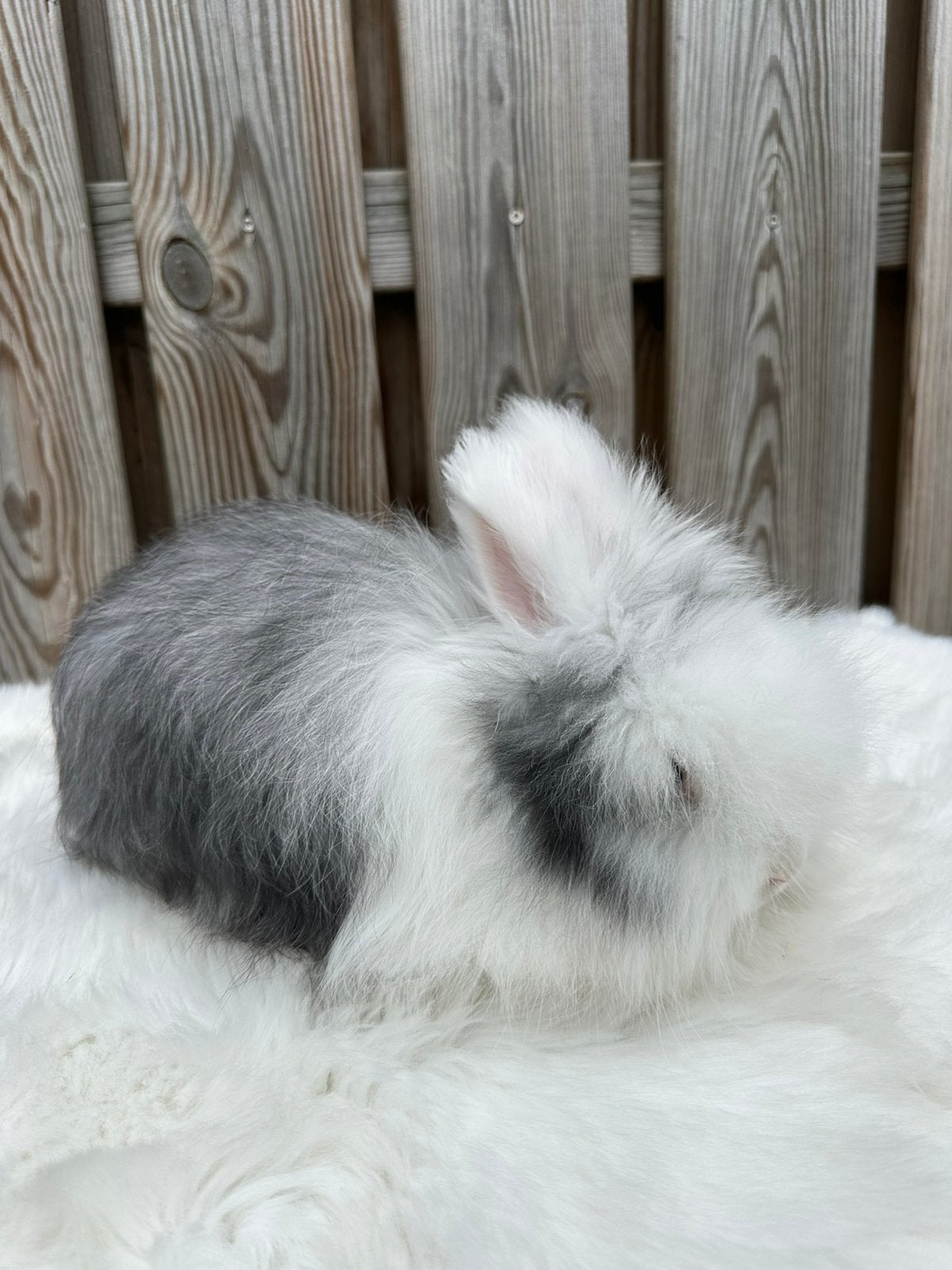 Ras zuivere Engelse Angora rammetje, Dieren en Toebehoren, Mannelijk, Middelgroot