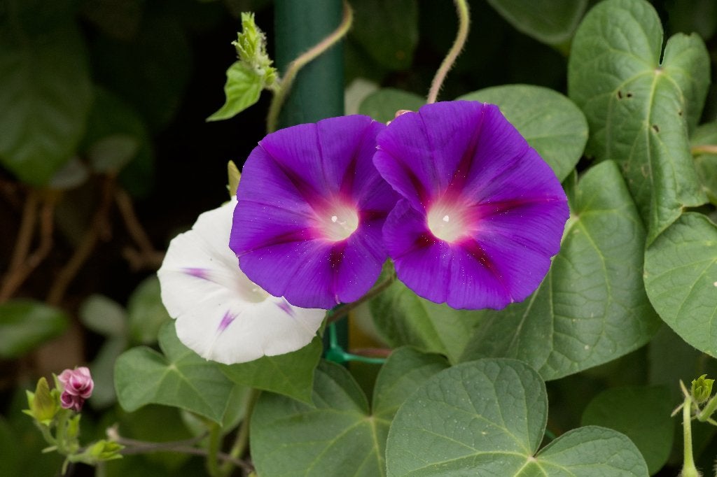 Zaden klimmende winde mix (Ipomoea mix wit en paars), Ophalen of Verzenden, Voorjaar, Volle zon, Zaad