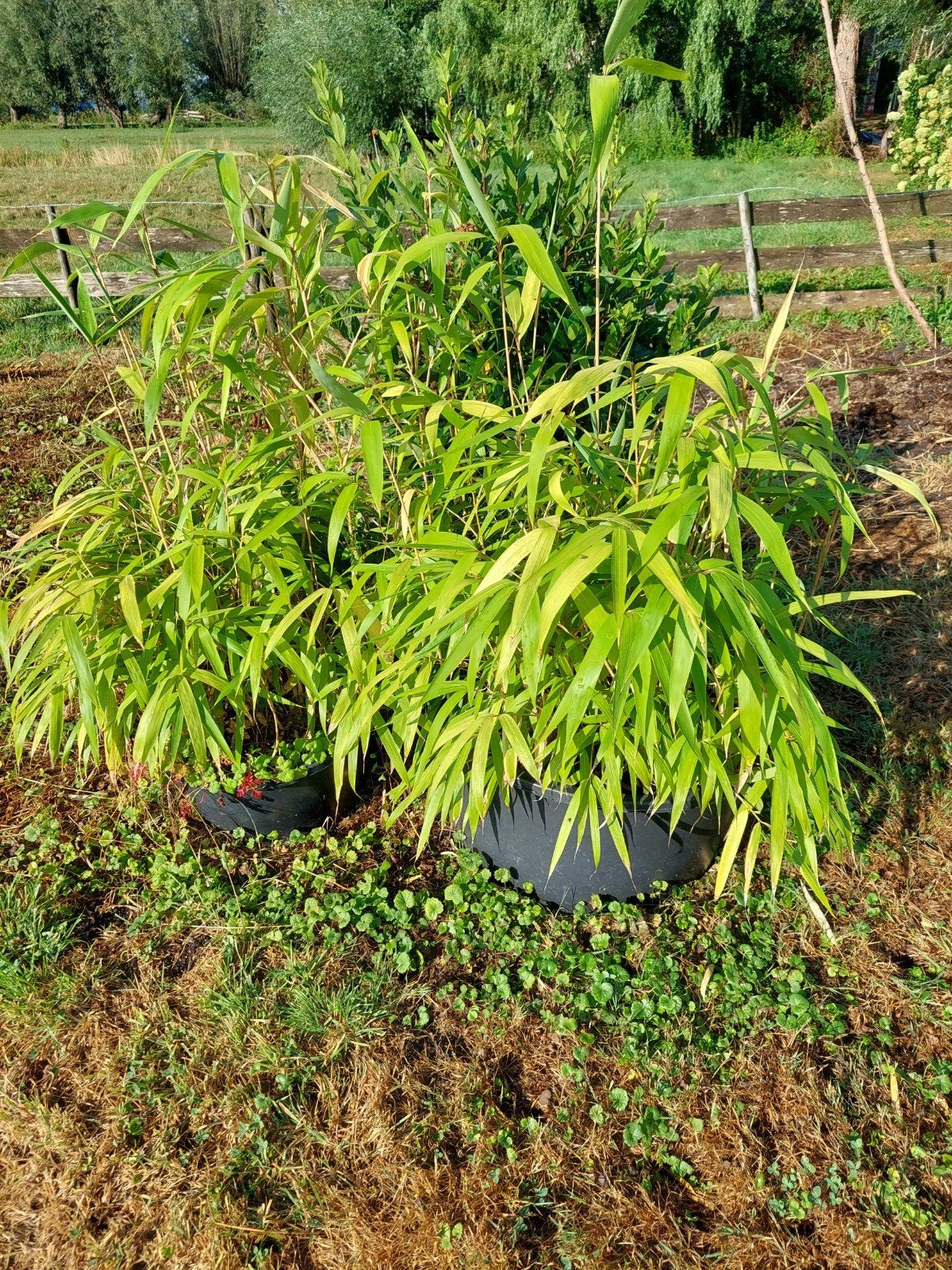2x bamboe, Tuin en Terras, Bloeit niet, Halfschaduw, 100 tot 250 cm, Overige soorten