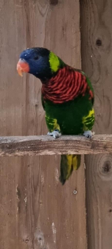 Groenneklori man, Dieren en Toebehoren, Vogels | Parkieten en Papegaaien, Mannelijk, Parkiet