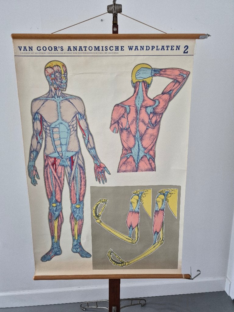 Mooie anatomische schoolkaart over spieren., Antiek en Kunst, Ophalen of Verzenden, Natuur en Biologie