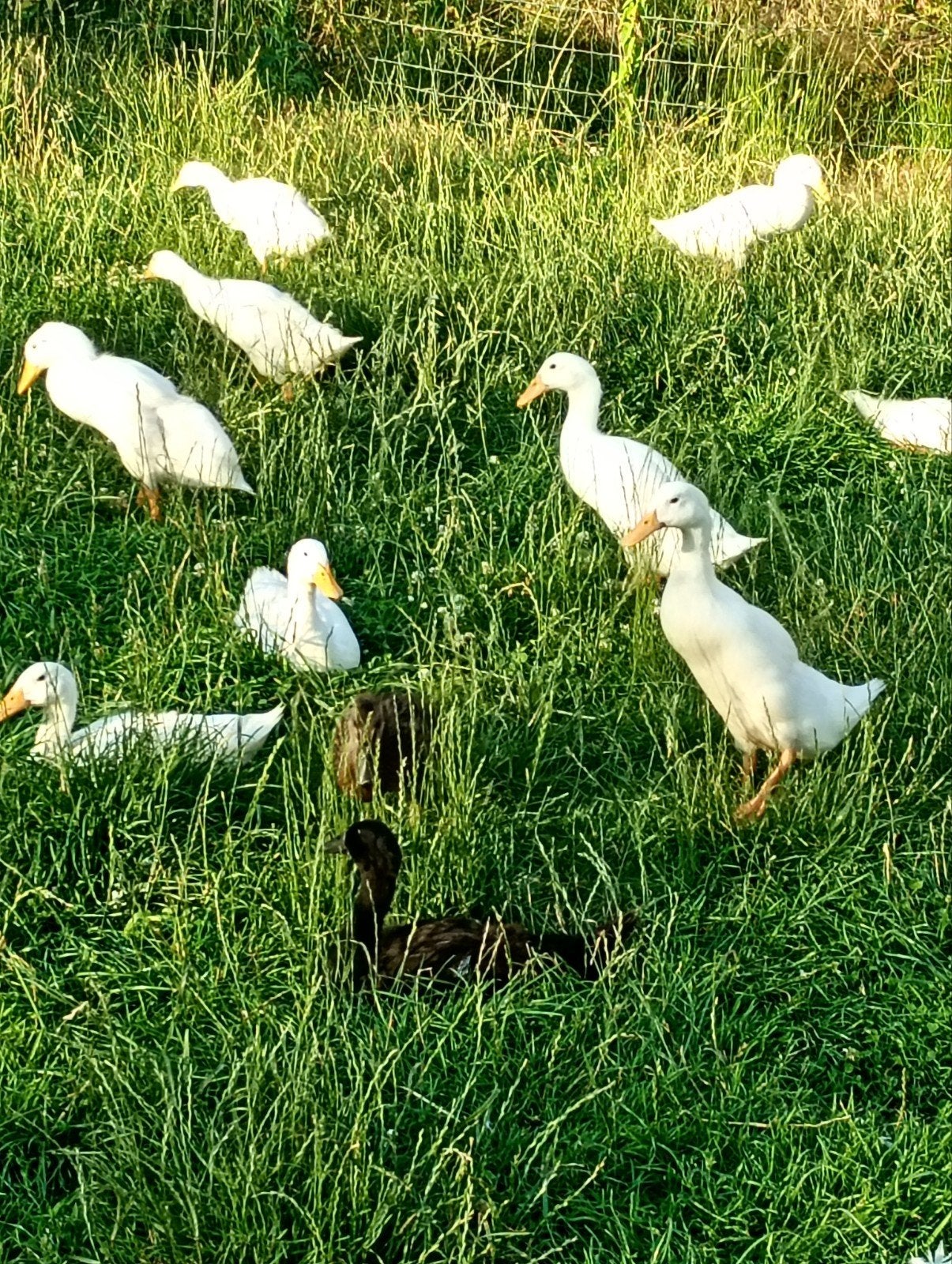 Te koop jonge loopeenden witte en zwart (met wit)., Dieren en Toebehoren, Pluimvee, Meerdere dieren, Eend