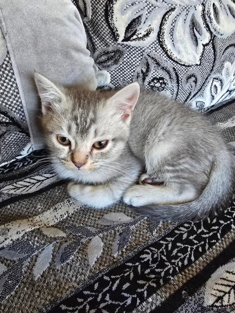 Britse korthaar, Meerdere dieren