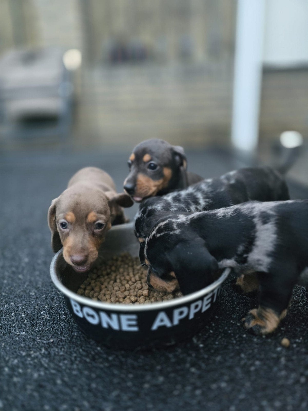 Teckel pups lilac/Isabella bleu tan black Merle tan, Dieren en Toebehoren, Parvo, 8 tot 15 weken, Korthaar, Dwerg
