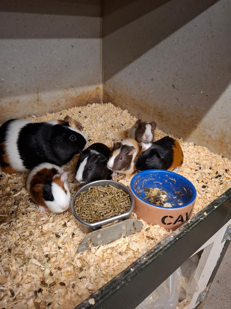 Mooie jonge cavia's in verschillende kleuren, Dieren en Toebehoren, Meerdere dieren, Tam, Maart, Cavia