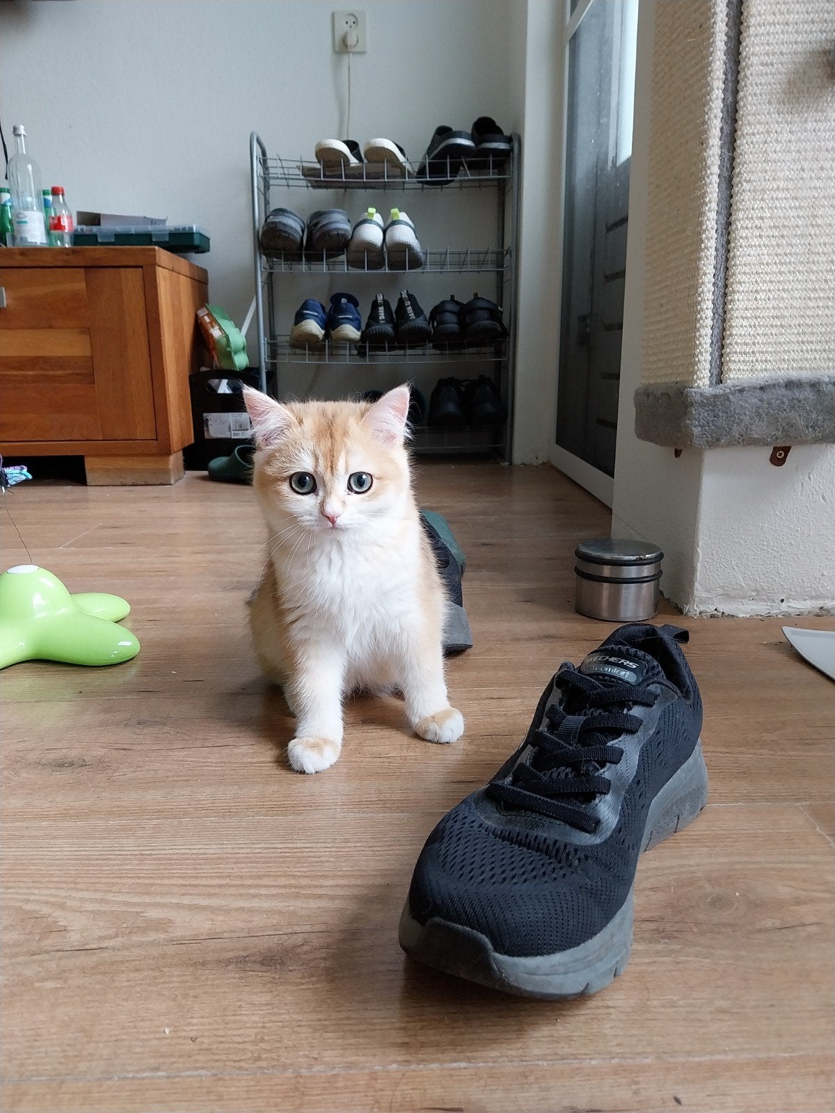 BKH Golden Shaded katerje, Kater, Ontwormd, 0 tot 2 jaar