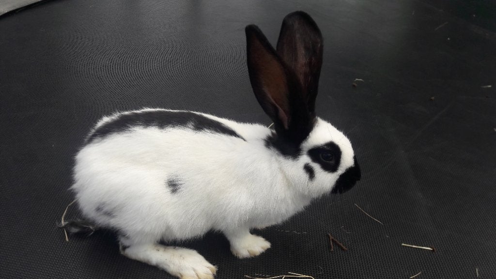 Mooie lotharinger konijn (ram), Dieren en Toebehoren, Konijnen, Mannelijk, Groot, 0 tot 2 jaar