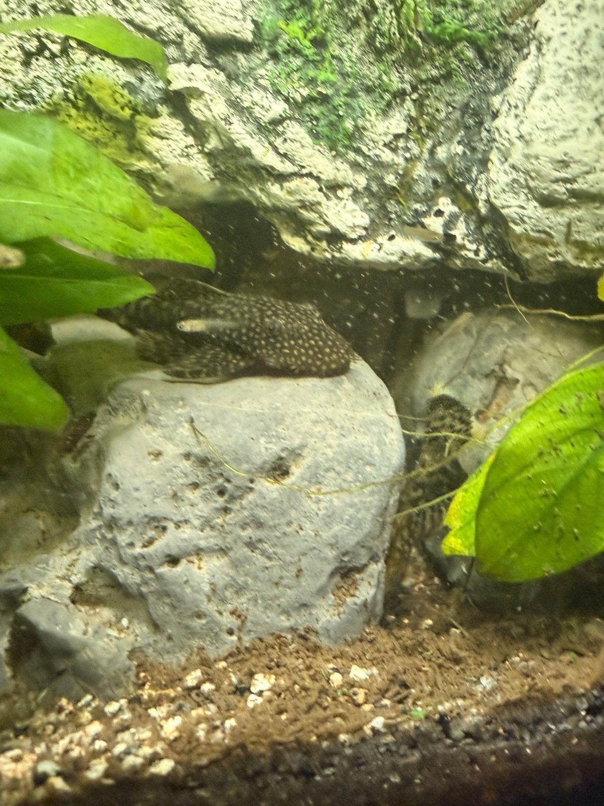 Algeneters te koop, Vis, Zoetwatervis