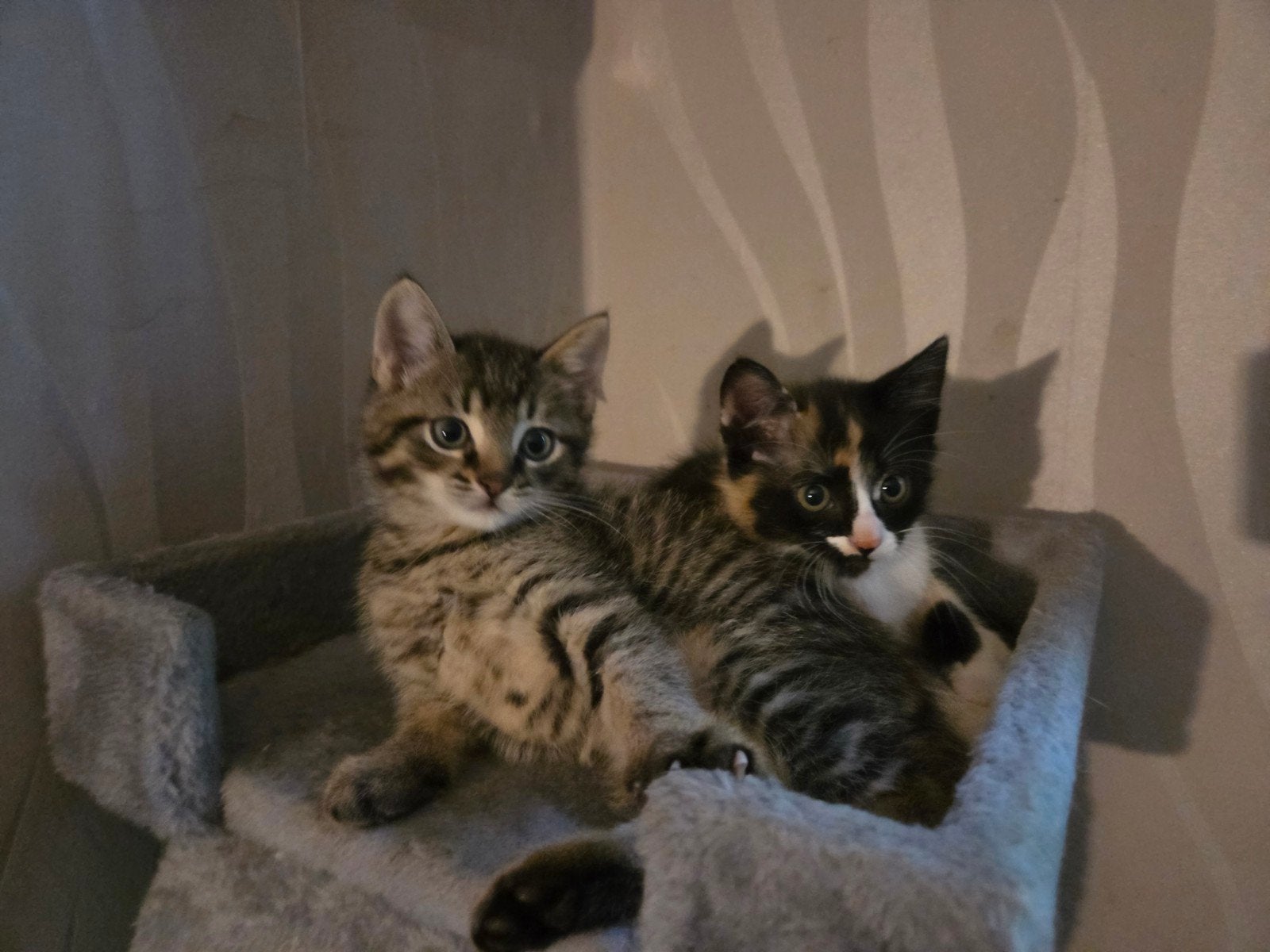 Wij broertje en zusje zoeken een nieuw mandje, Dieren en Toebehoren, Katten en Kittens | Overige Katten, Meerdere dieren, Kortharig