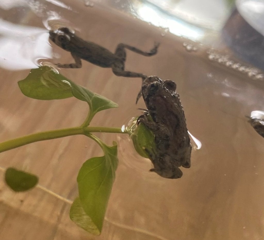 Bombina orientalis vuurbuikpad, Amfibie, 0 tot 2 jaar