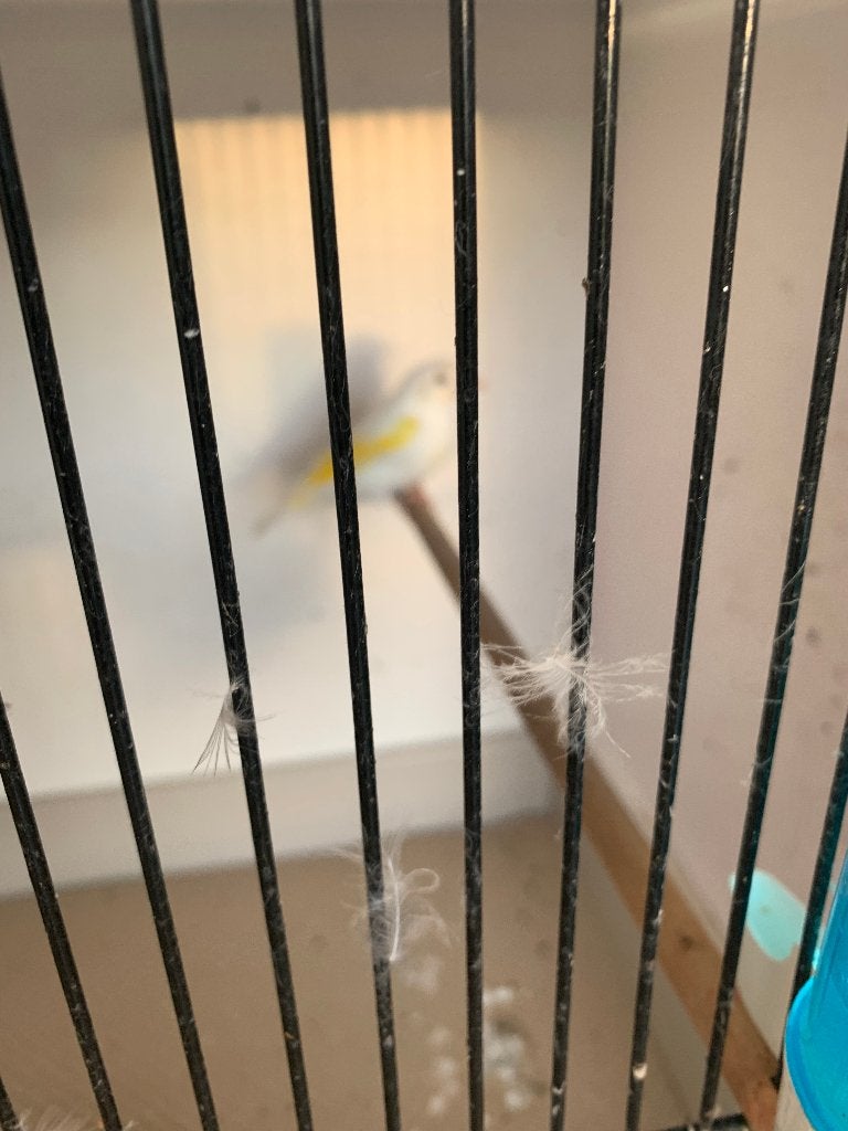albino en witte putters + wat koppels, Geslacht onbekend, Wildzangvogel, Geringd